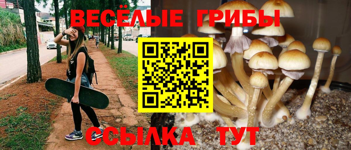 Псилоцибиновые грибы Psilocybine cubensis Сарапул